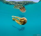 Golden jellyfishes