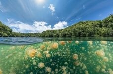 Split with Jellyfishes