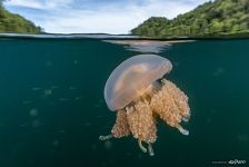 Jellyfish Lake. Split