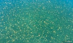 Jellyfish Lake from above