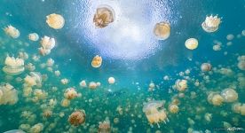 Jellyfish Lake