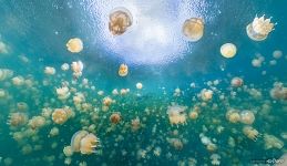 Underwater panorama of Jellyfish Lake