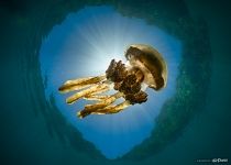 Golden jellyfish