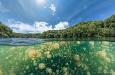 Jellyfish Lake, Palau