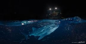 Whale shark, Maldives