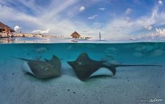 Stingrays. Maldives