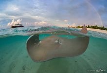 Stingray. Maldives