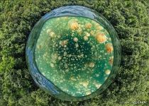 Jellyfish Lake, Palau