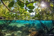 Mangrove forest Mangrove forest