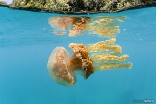 Golden jellyfish