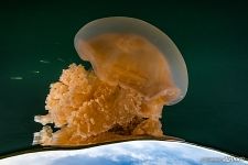 Golden jellyfish