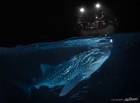 Whale shark, Maldives