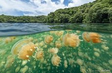 Jellyfish Lake, Palau