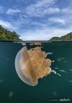 Golden jellyfish Golden jellyfish