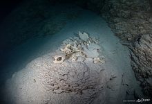 Skull of a big turtle