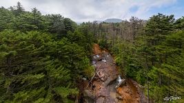 Rapids on a forest stream