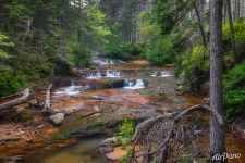 Rapids on a forest stream