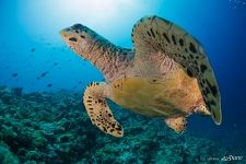 Hawksbill sea turtle