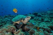 Hawksbill sea turtle Hawksbill sea turtle