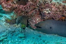 Moray eels