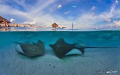 Stingrays. Split photo