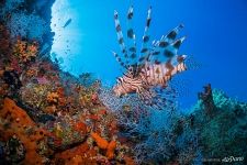 Lionfish