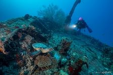 Diving in the Maldives