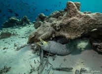 Moray eel