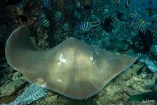Stingray Stingray