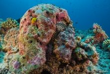 Under the Sea Under the Sea