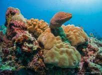 Under the Sea Under the Sea