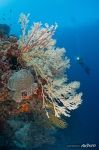Corals #47 Corals #47