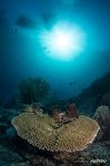 Corals #48 Corals #48
