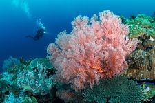 Corals #9 Corals #9