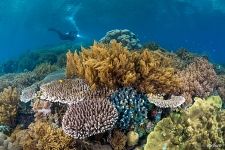 Corals #25 Corals #25