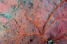 Corals #37 Corals #37