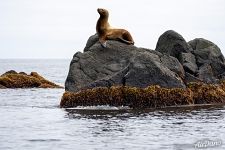 Steller sea lion