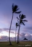 Palms on the beach #1