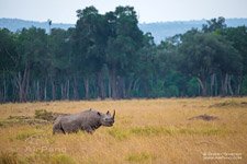 Rhino