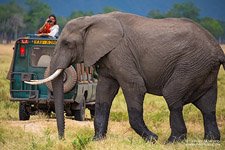Elephant Elephant