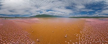 Flamingo, Kenya, Lake Bogoria #34