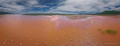 Flamingo, Kenya, Lake Bogoria #40