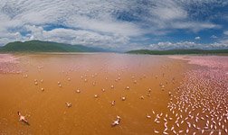 Flamingo, Kenya, Lake Bogoria #37 Flamingo, Kenya, Lake Bogoria #37