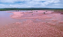 Flamingo, Kenya, Lake Bogoria #19 Flamingo, Kenya, Lake Bogoria #19