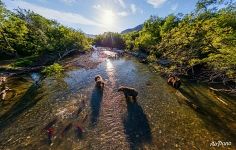 Bears on Kurile Lake