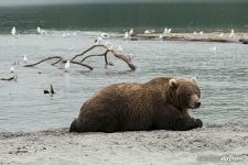 Relaxing bear