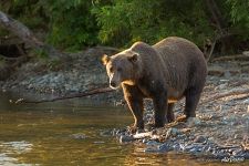 Bear on the shore