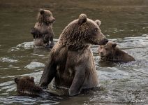 Bear family: mom and kids Bear family: mom and kids