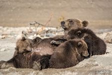 Bear family: mom and kids