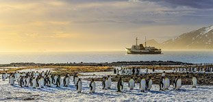 Penguins, South Georgia Island #1